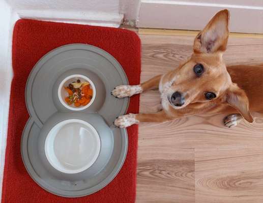 Zeigt her Eure Futternäpfe-Beitrag-Bild