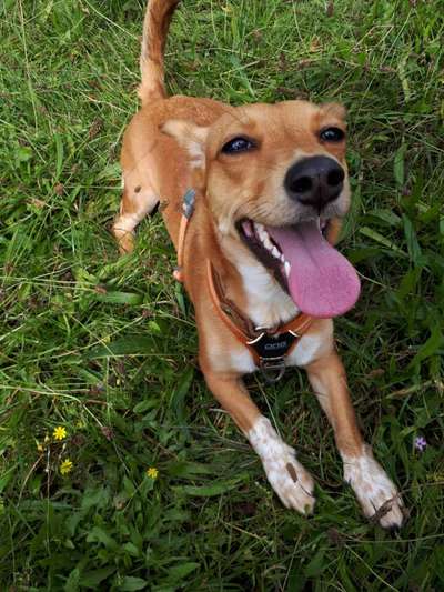 Mischlingshunde Foto Aufruf-Beitrag-Bild