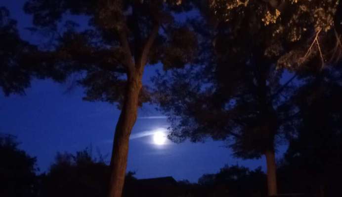 Die wunderschöne Welt mit Hund.-Beitrag-Bild