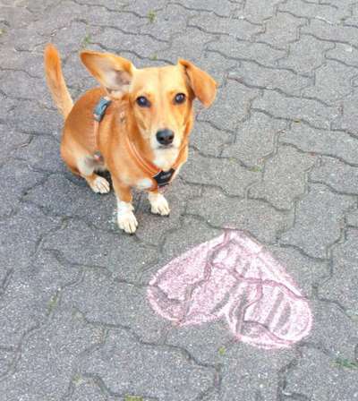 Valentins Wuffis-Beitrag-Bild