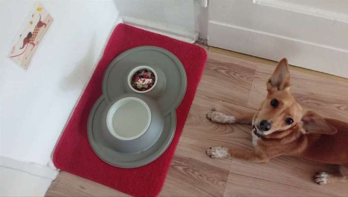 Zeigt her Eure Futternäpfe-Beitrag-Bild