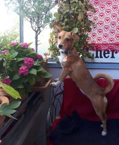 Kleine Hunde ganz Groß-Beitrag-Bild