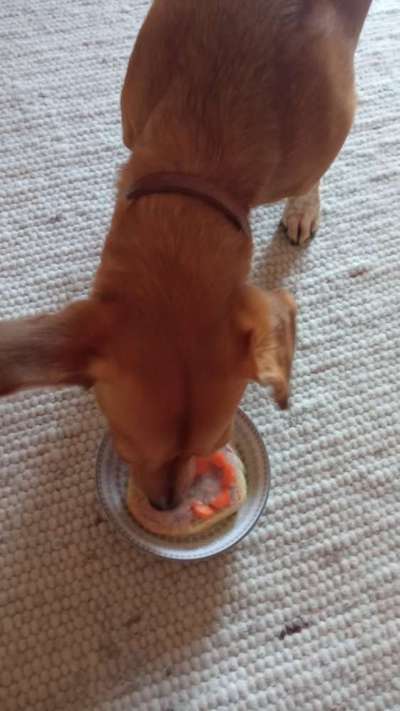 Zeigt her Eure Futternäpfe-Beitrag-Bild