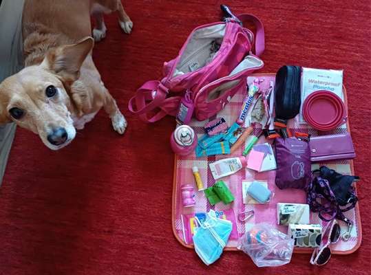 Praktische Gassitasche-Beitrag-Bild