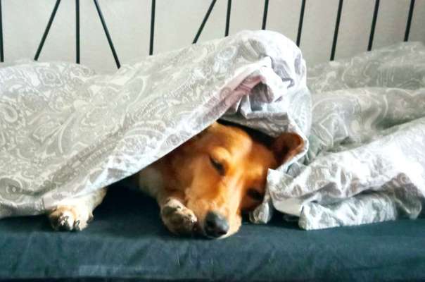 Liegeplätze eurer Hunde-Beitrag-Bild