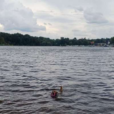 Wasserspielzeug zum Apportieren gesucht-Beitrag-Bild
