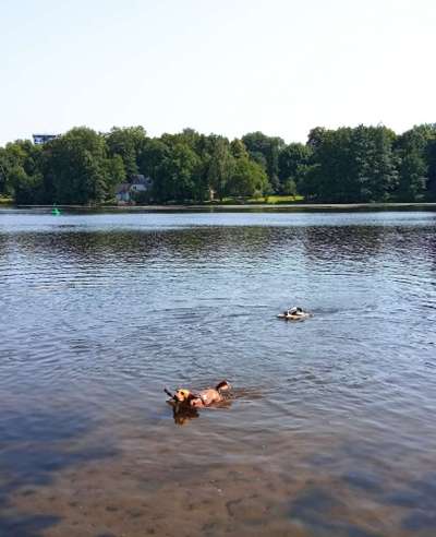 Die wunderschöne Welt mit Hund.-Beitrag-Bild