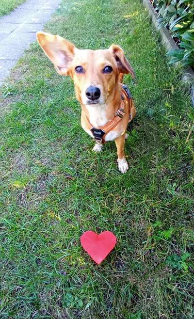 Valentins Wuffis-Beitrag-Bild