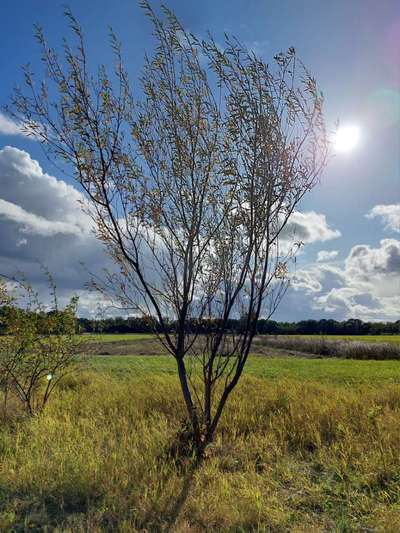 Die wunderschöne Welt mit Hund.-Beitrag-Bild