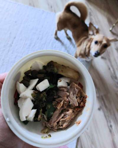 Zeigt her Eure Futternäpfe-Beitrag-Bild