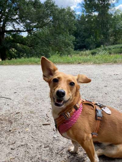 Wie sitzt mein Geschirr?-Beitrag-Bild