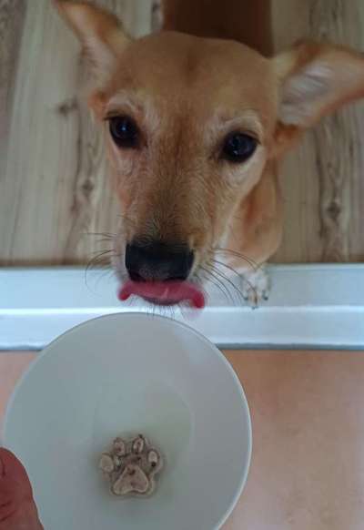 Zeigt her Eure Futternäpfe-Beitrag-Bild