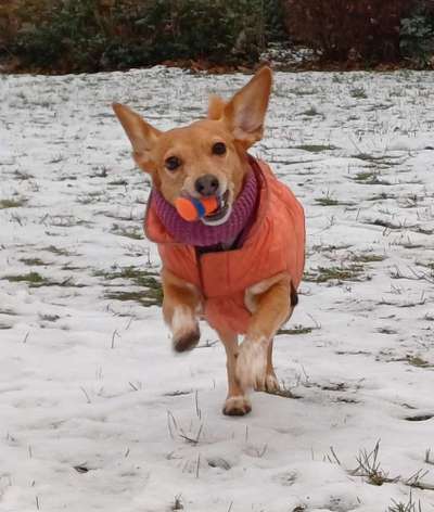 Spitzname(n) Deines Hundes-Beitrag-Bild