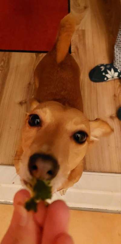 Zeigt her Eure Futternäpfe-Beitrag-Bild