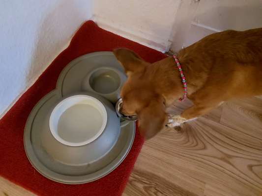 Zeigt her Eure Futternäpfe-Beitrag-Bild