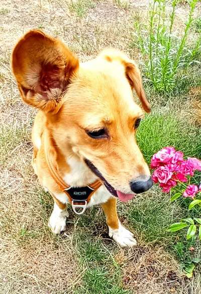 Außergewöhnliche Merkmale-Beitrag-Bild