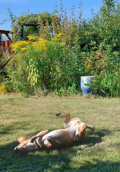 Wohlfühlgarten für die Doggos-Beitrag-Bild