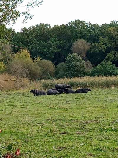 Die wunderschöne Welt mit Hund.-Beitrag-Bild