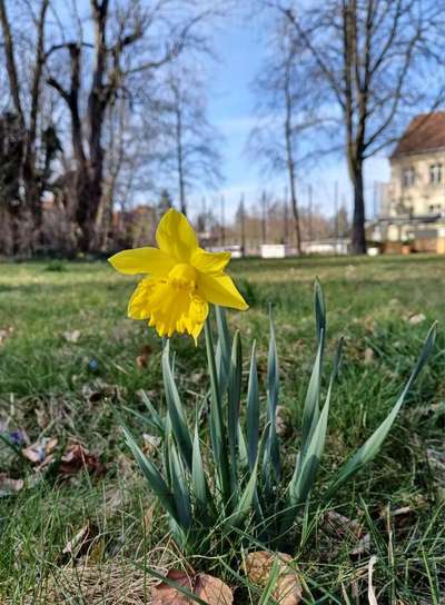 Die wunderschöne Welt mit Hund.-Beitrag-Bild