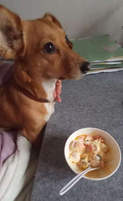 Zeigt her Eure Futternäpfe-Beitrag-Bild