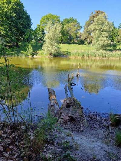 Die wunderschöne Welt mit Hund.-Beitrag-Bild