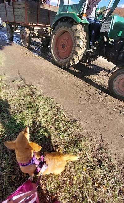 Die wunderschöne Welt mit Hund.-Beitrag-Bild