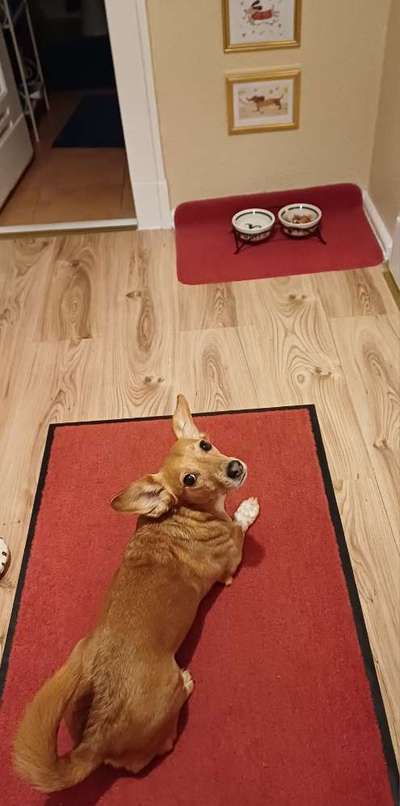 Zeigt her Eure Futternäpfe-Beitrag-Bild