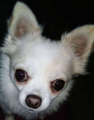 Hund in Gefahr-Beitrag-Bild