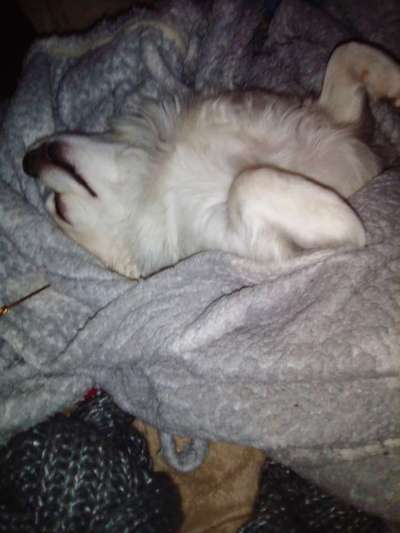 eure Spitznamen für die Vierbeiner-Beitrag-Bild