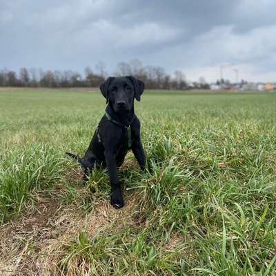 Hundetreffen-Spazieren, lernen und Spielen 🐶🏃🏻‍♂️-Bild