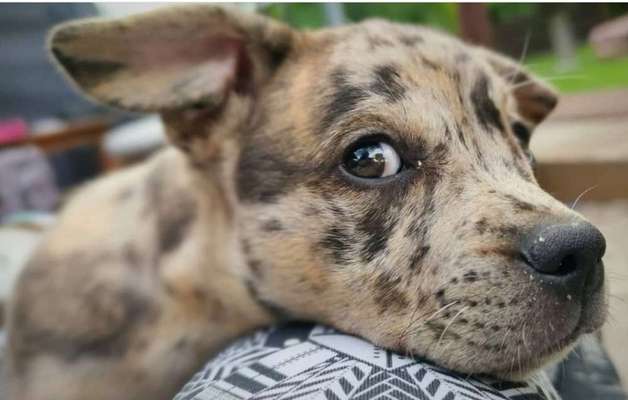 Dogorama Photo Challenge - Hundeblick zum hinschmelzen-Beitrag-Bild