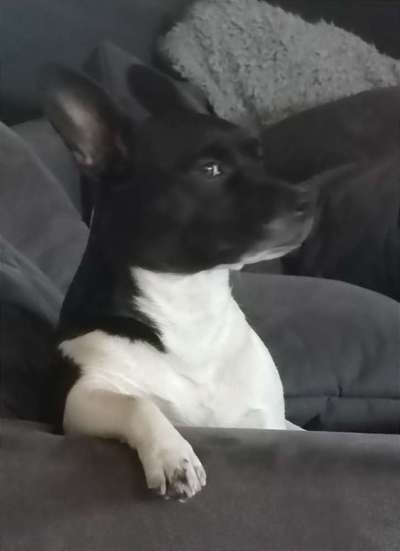 Dogorama Photo Challenge - Hundeblick zum hinschmelzen-Beitrag-Bild