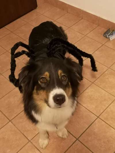 Fotochallange Nr.53 "HALLOWEEN"-Beitrag-Bild