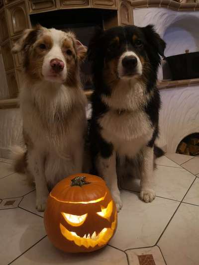 Fotochallange Nr.53 "HALLOWEEN"-Beitrag-Bild