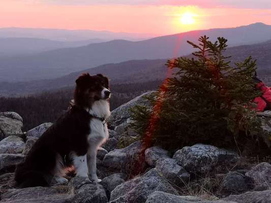 Challenge 41 - Mein Hund im Urlaub-Beitrag-Bild