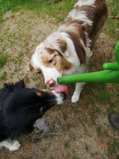 Fotochallenge Nr. 59 - Mein Hund zeigt die Zunge-Beitrag-Bild