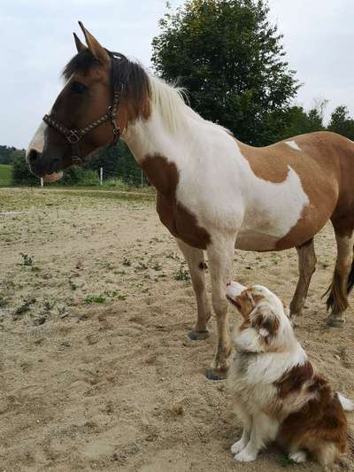 Fotochallenge Nr. 51 "Euer Hund mit anderen Tieren"-Beitrag-Bild