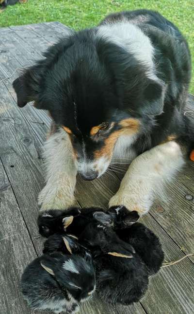 Fotochallenge Nr. 51 "Euer Hund mit anderen Tieren"-Beitrag-Bild