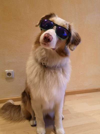 Challenge 41 - Mein Hund im Urlaub-Beitrag-Bild