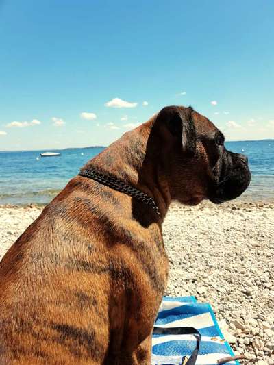 Dogorama-Monats-Challenge-Mai "Wasser"-Beitrag-Bild