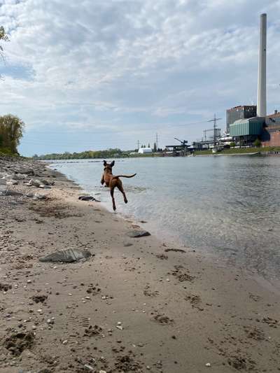 Dogorama-Monats-Challenge-Mai "Wasser"-Beitrag-Bild