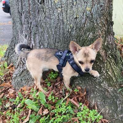 Hundetreffen-Social Walk mit evtl. Auch Freilauf für kleine und mittelgroße Hunde-Bild