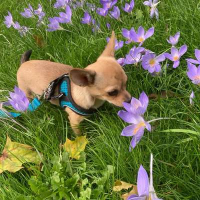 Hundetreffen-Social Walk und Spielrunde-Bild