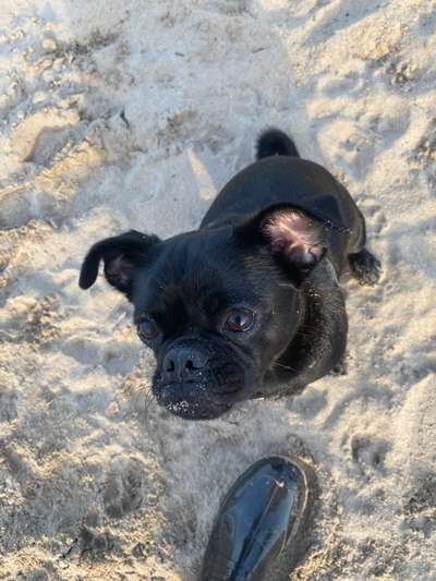 Mischling Chihuahua Mops-Beitrag-Bild