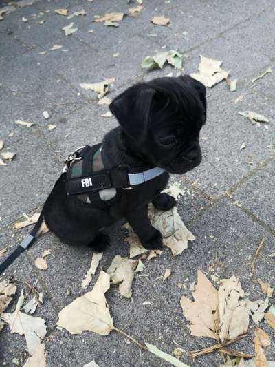 Welpen Bilder !-Beitrag-Bild