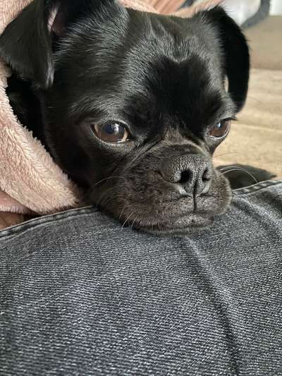 Mops mix-Beitrag-Bild