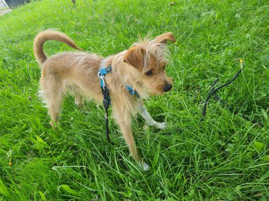 11 monate junghund bringt mich zum verzweifeln-Beitrag-Bild