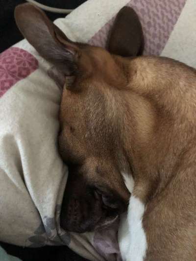 Läufigkeit beginnt mit scheinschwangerschaftssymptomen-Beitrag-Bild