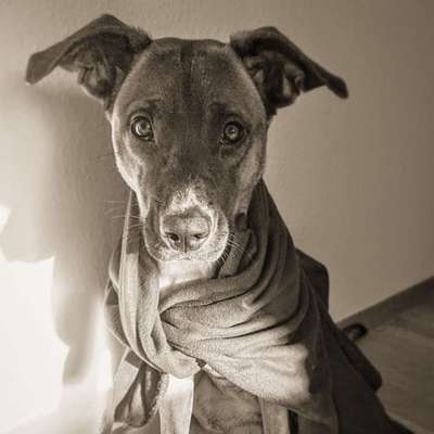 Mischlinge - die beste Rasse die es gibt-Beitrag-Bild