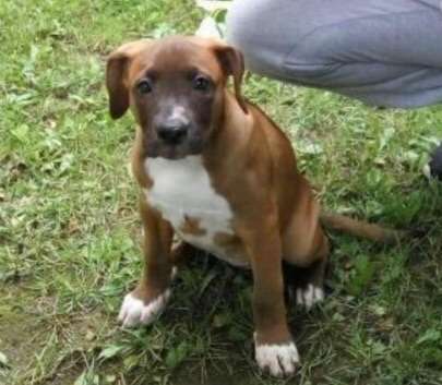 Welpen Bilder !-Beitrag-Bild